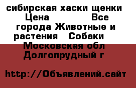 сибирская хаски щенки › Цена ­ 10 000 - Все города Животные и растения » Собаки   . Московская обл.,Долгопрудный г.